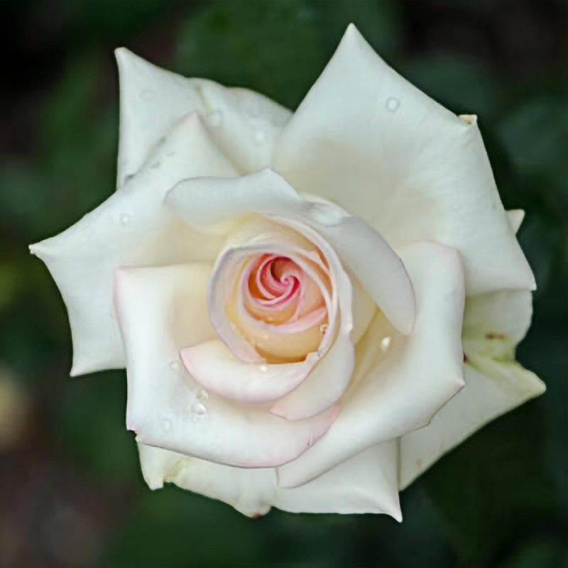 Rosa 'Hatsukoi' Rose Plant 