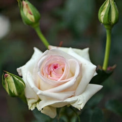 Rosa 'Hatsukoi' Rose Plant 