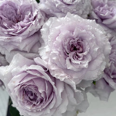 He Meng Rose