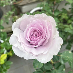 He Meng Rose
