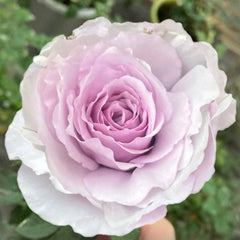 He Meng Rose