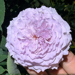 He Meng Rose