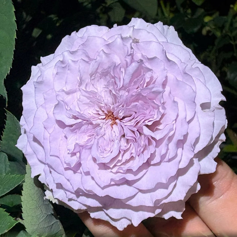 He Meng Rose