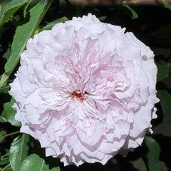 He Meng Rose Plant｜鹤梦