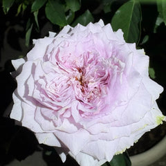 He Meng Rose