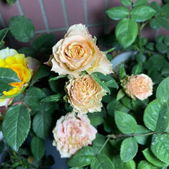 Heart Ties Rose Plant