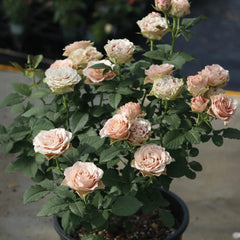 Heart Ties Rose Plant