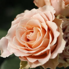 Heart Ties Rose Plant