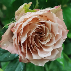 Heart Ties Rose Plant