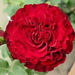 Hearts Rose Plant