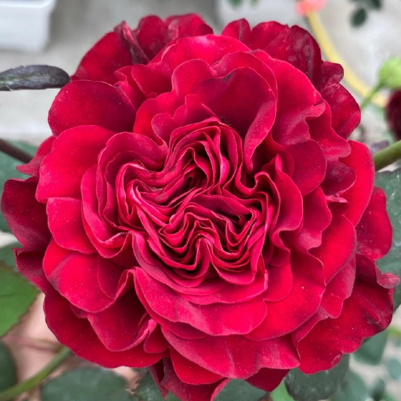 Hearts Rose Plant