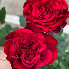 Hearts Rose Plant