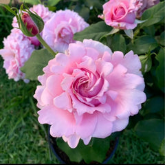 Heavenly Scented Rose Plant|天堂香水