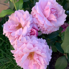 Heavenly Scented Rose Plant|天堂香水