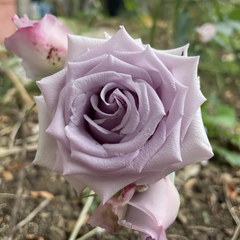 Heavenly Scented Rose Plant|天堂香水