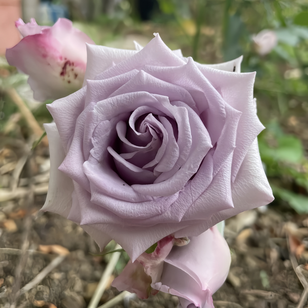 Heavenly Scented Rose Plant|天堂香水