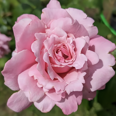 Heavenly Scented Rose Plant|天堂香水