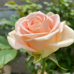 Hemosa Rose