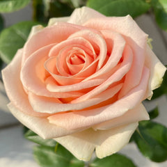 Hemosa Rose