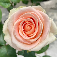 Hemosa Rose Plant ｜赫莫萨