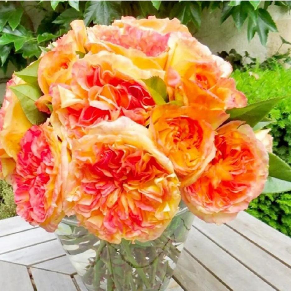 Henri Delbard Rose Plant – Captivating Beauty for Your Garden – Rose ...