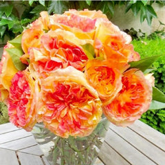 Henri Delbard Rose Plant – Captivating Beauty for Your Garden