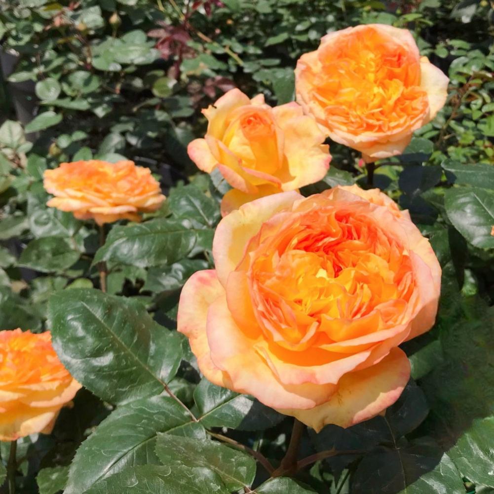 Henri Delbard Rose Plant – Captivating Beauty for Your Garden – Rose ...