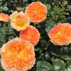 Henri Delbard Rose Plant – Captivating Beauty for Your Garden