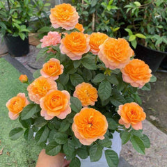 Henri Delbard Rose Plant – Captivating Beauty for Your Garden