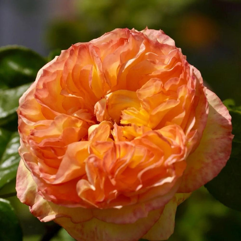 Henri Delbard Rose Plant – Captivating Beauty for Your Garden