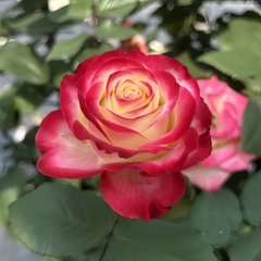 Her Majesty Rose Plant