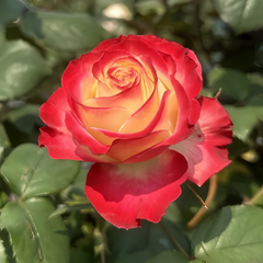 Her Majesty Rose Plant