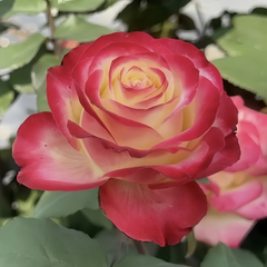 Her Majesty Rose Plant