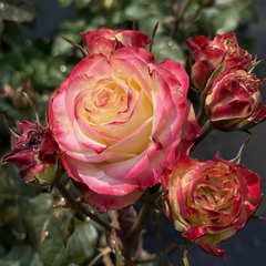 Her Majesty Rose Plant