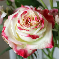 Her Majesty Rose Plant