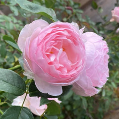 Heritage Rose Plant（Austin rose)| 遗产
