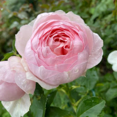 Heritage Rose Plant（Austin rose)| 遗产