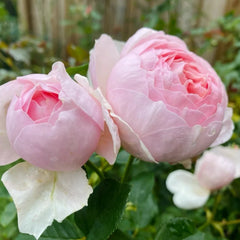 Heritage Rose Plant（Austin rose)| 遗产