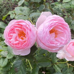 Heritage Rose Plant（Austin rose)| 遗产