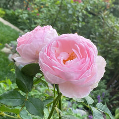 Heritage Rose Plant（Austin rose)| 遗产