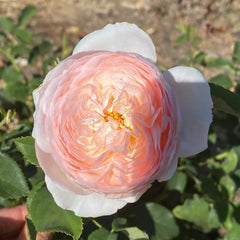 Heritage Rose Plant（Austin rose)| 遗产