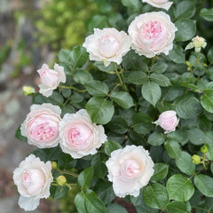 Herzogin Christiana Rose