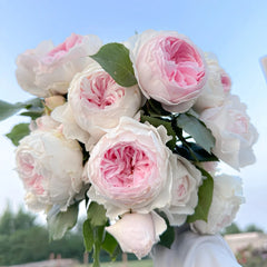 Herzogin Christiana Rose