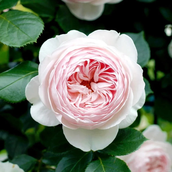 Herzogin Christiana Rose