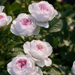 Herzogin Christiana Rose
