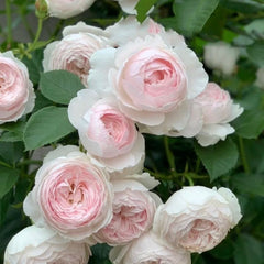 Herzogin Christiana Rose