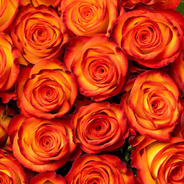 High Magic Rose Plant|高和魔术 – Rose_Explosion