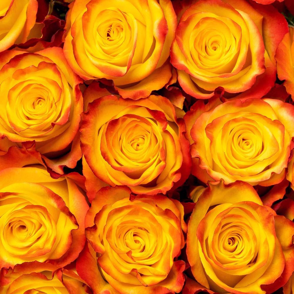 High Magic Rose Plant|高和魔术 – Rose_Explosion