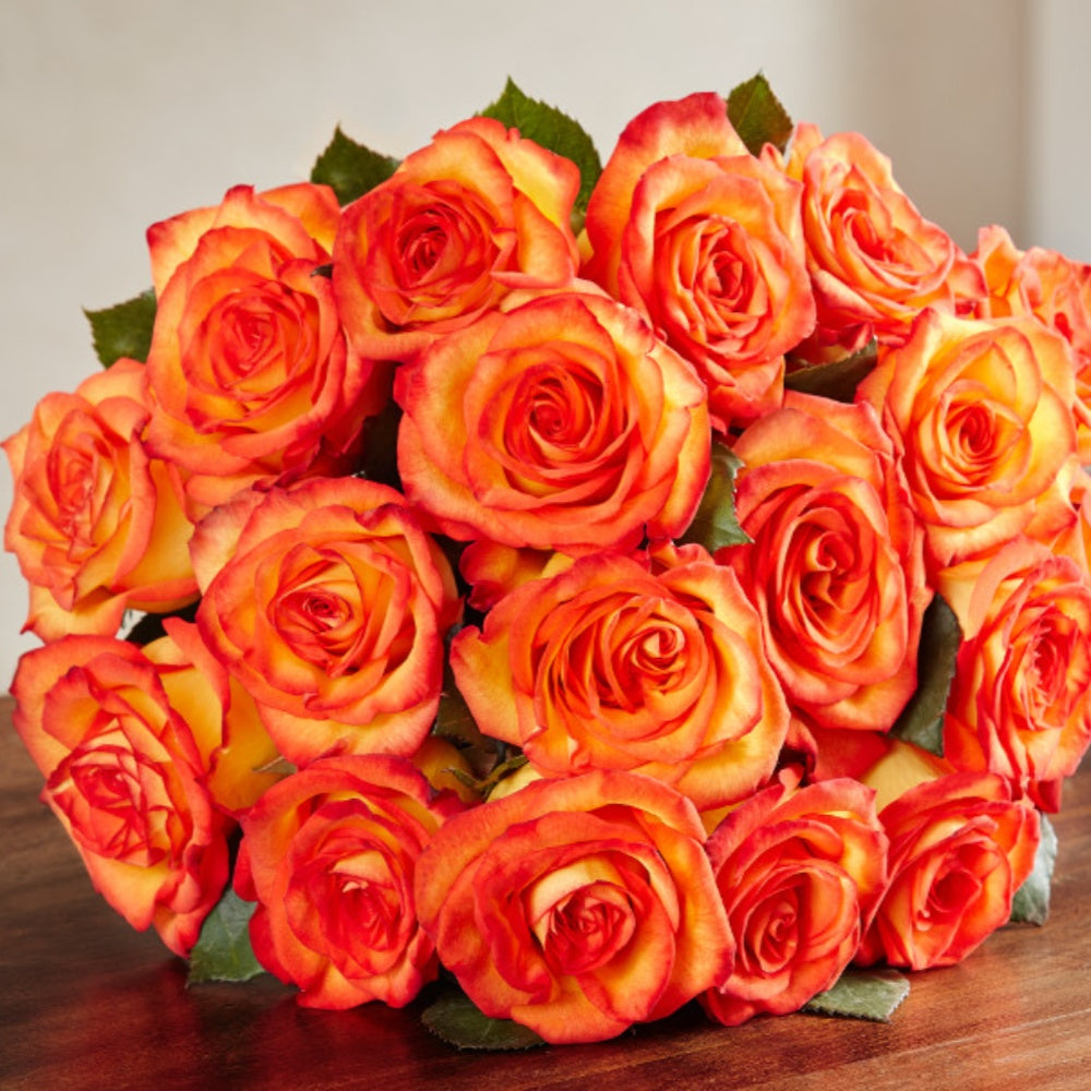 Sun Magic Roses High Magic Rose Plant|高和魔术 – Rose_Explosion