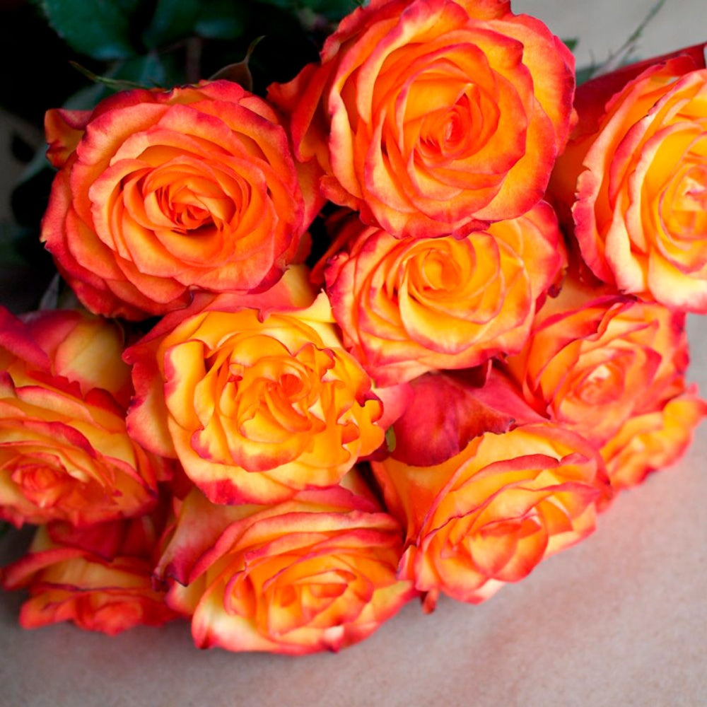 Sun Magic Roses High Magic Rose Plant|高和魔术 – Rose_Explosion